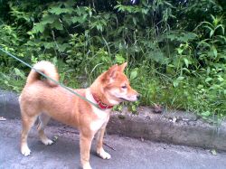 picture of dog