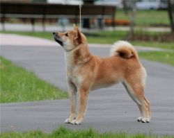 picture of dog