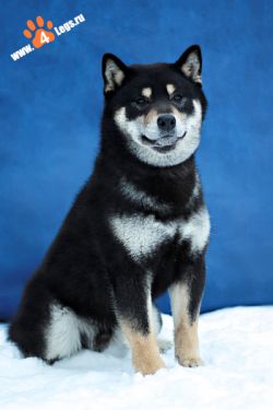 picture of dog