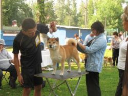 picture of dog