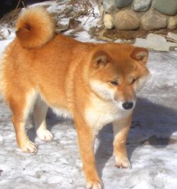 picture of dog
