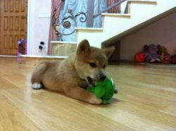 picture of dog