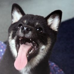 picture of dog
