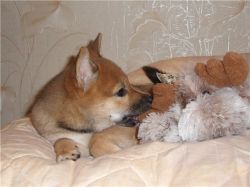 picture of dog