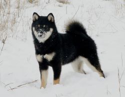 picture of dog