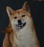 picture of dog