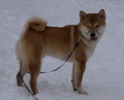 picture of dog