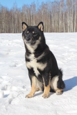 picture of dog