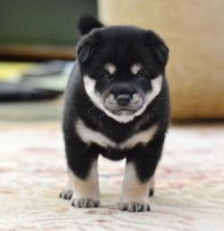 picture of dog