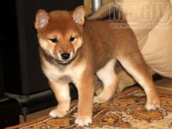 picture of dog