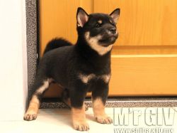 picture of dog