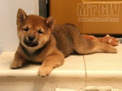 picture of dog