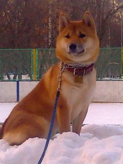 picture of dog