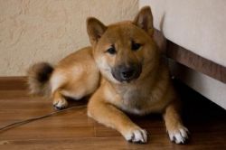 picture of dog