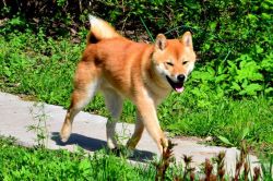 picture of dog