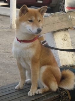 picture of dog