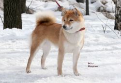 picture of dog