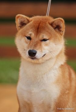 picture of dog