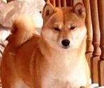 picture of dog