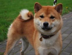 picture of dog