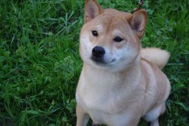 picture of dog