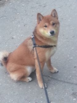 picture of dog