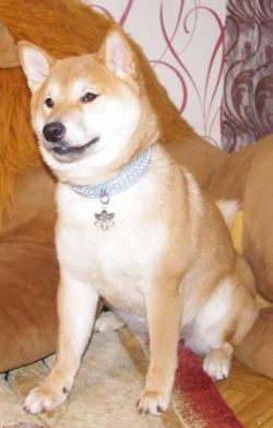 picture of dog