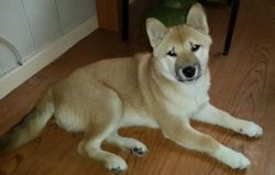 picture of dog