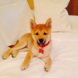 picture of dog