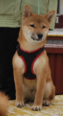 picture of dog