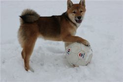 picture of dog