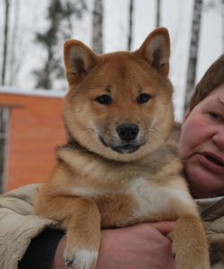 picture of dog