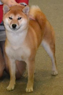 picture of dog