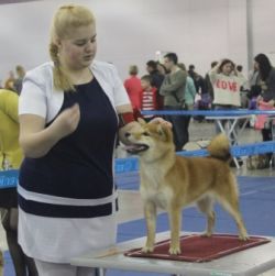 picture of dog