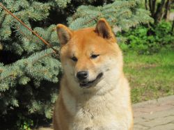 picture of dog