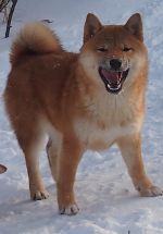 picture of dog