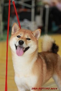 picture of dog