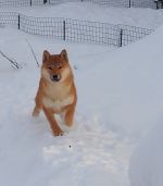 picture of dog