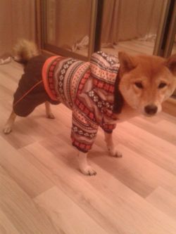 picture of dog
