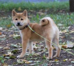 picture of dog