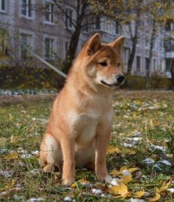 picture of dog