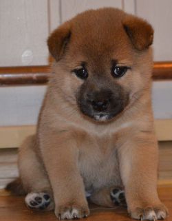 picture of dog