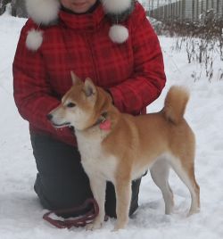picture of dog