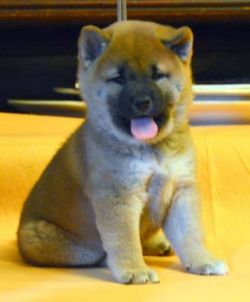 picture of dog
