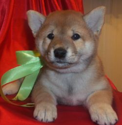 picture of dog