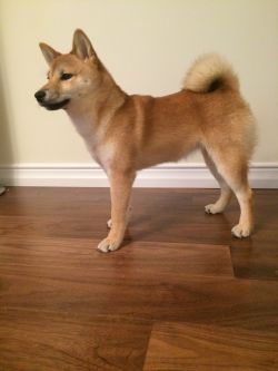 picture of dog