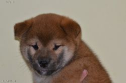picture of dog
