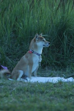 picture of dog