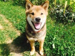 picture of dog