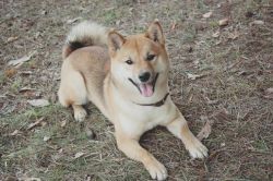 picture of dog